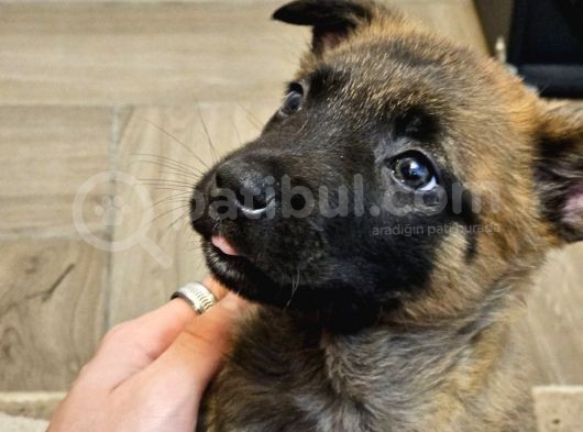 Safkan Muhteşem Malinois Bebekler görsel