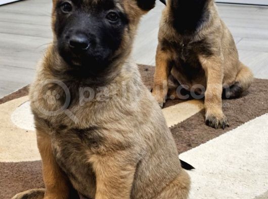 Safkan Muhteşem Malinois Bebekler görsel