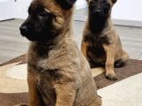 Safkan muhteşem malinois bebekler