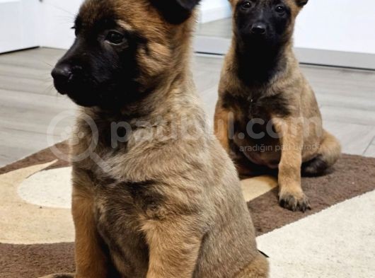 Safkan Muhteşem Malinois Bebekler