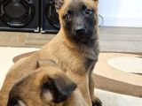 Safkan Muhteşem Malinois Bebekler