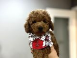Toypoodle Bebeklerime Bakmayan Geçmeyin