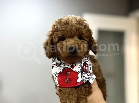 Toypoodle Bebeklerime Bakmayan Geçmeyin görsel
