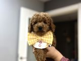 Toypoodle Bebeklerime Bakmayan Geçmeyin