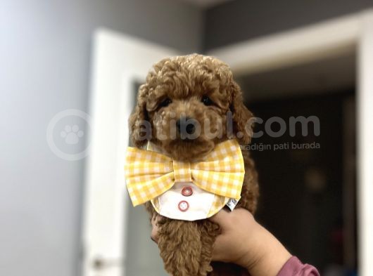 Toypoodle Bebeklerime Bakmayan Geçmeyin görsel