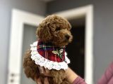 Toypoodle Bebeklerime Bakmayan Geçmeyin