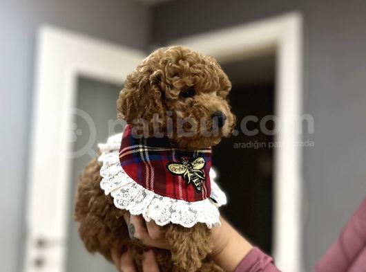 Toypoodle Bebeklerime Bakmayan Geçmeyin görsel