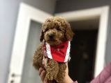 Toypoodle Bebeklerime Bakmayan Geçmeyin