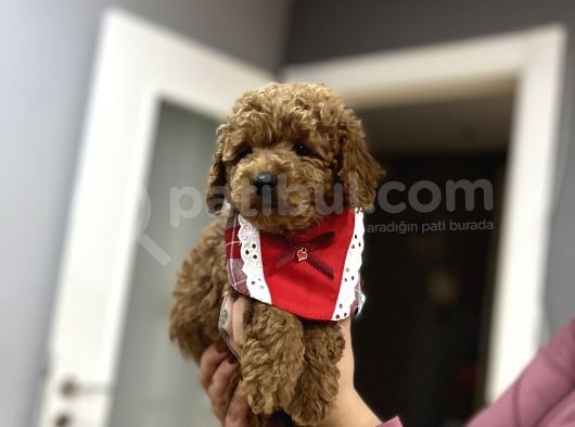 Toypoodle Bebeklerime Bakmayan Geçmeyin görsel