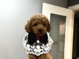 Toypoodle Bebeklerime Bakmayan Geçmeyin