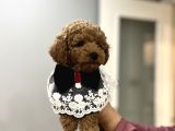 Toypoodle Bebeklerime Bakmayan Geçmeyin