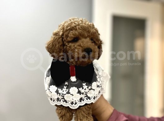 Toypoodle Bebeklerime Bakmayan Geçmeyin görsel
