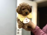 Toypoodle Bebeklerime Bakmayan Geçmeyin