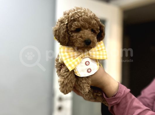 Toypoodle Bebeklerime Bakmayan Geçmeyin görsel