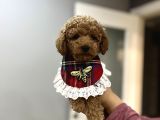 Toypoodle bebeklerime bakmayan geçmeyin