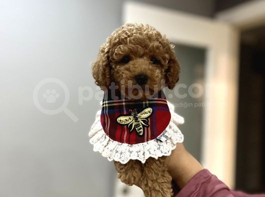 Toypoodle Bebeklerime Bakmayan Geçmeyin