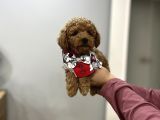 Toypoodle Bebeklerime Bakmayan Geçmeyin