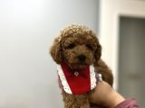 Toypoodle Bebeklerime Bakmayan Geçmeyin