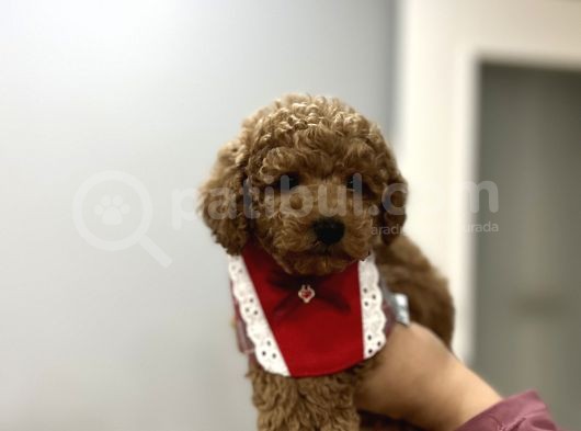 Toypoodle Bebeklerime Bakmayan Geçmeyin görsel