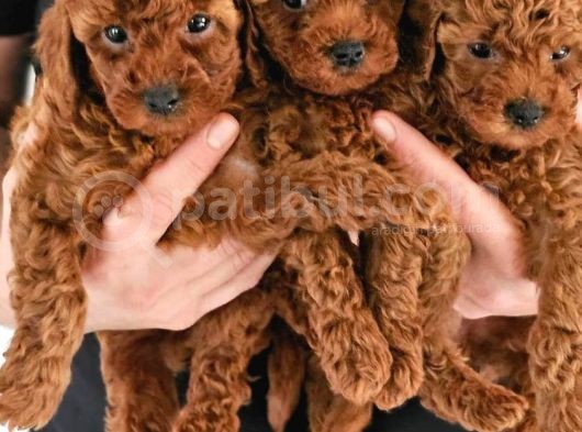 Irk Garantili Sevimli Toy Poodle görsel