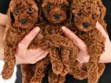 Irk Garantili Sevimli Toy Poodle