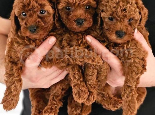 Irk Garantili Sevimli Toy Poodle görsel