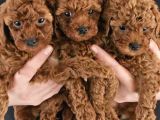 Irk garantili sevimli toy poodle
