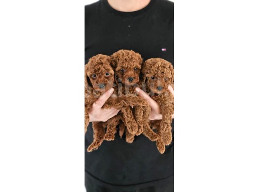 Irk Garantili Sevimli Toy Poodle