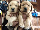 Burkemden Golden Retriever Bebekler