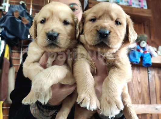 Burkemden Golden Retriever Bebekler görsel
