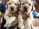 Burkemden Golden Retriever Bebekler