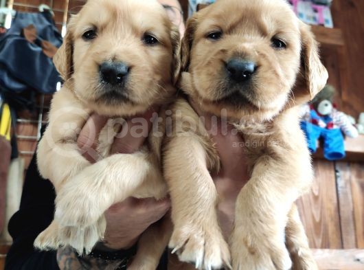 Burkemden Golden Retriever Bebekler görsel