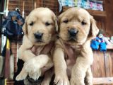 Burkemden Golden Retriever Bebekler