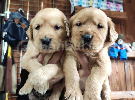 Burkemden Golden Retriever Bebekler görsel