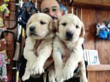 Burkemden Golden Retriever Bebekler