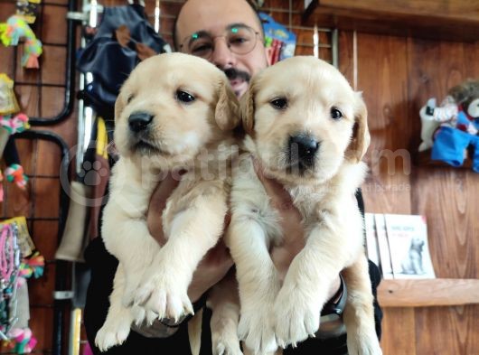 Burkemden Golden Retriever Bebekler görsel