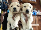 BURKEMDEN GOLDEN RETRIEVER BEBEKLER