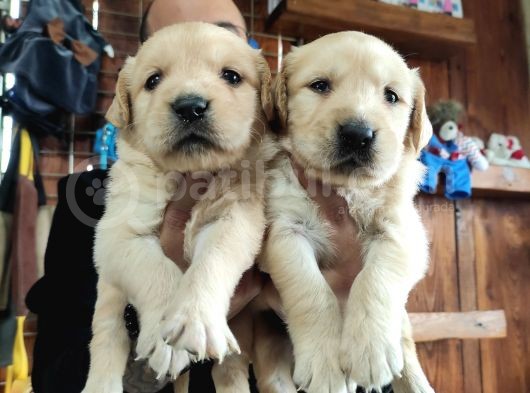 Burkemden Golden Retriever Bebekler