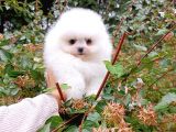 Eşsiz Teddy Bear Pomeranian Boo