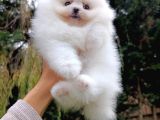 Eşsiz Teddy Bear Pomeranian Boo