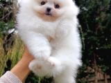 Eşsiz Teddy Bear Pomeranian Boo