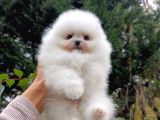 Eşsiz Teddy Bear Pomeranian Boo