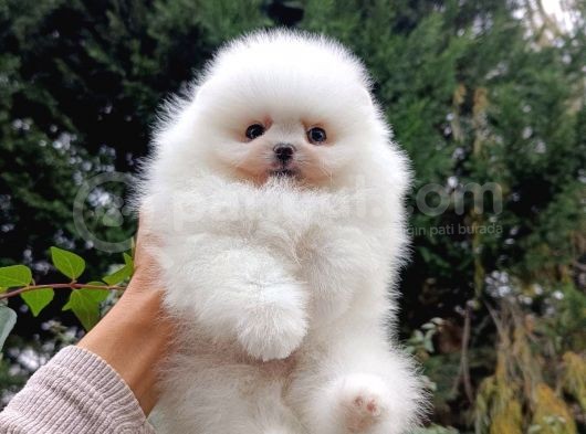 Eşsiz Teddy Bear Pomeranian Boo