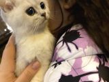 Britsh shorthair erkek kedi