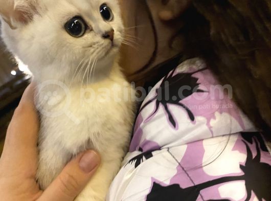 Britsh Shorthair Erkek Kedi