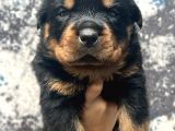 Görenlere Dudak Isırtacak Rottweiler Yavrular