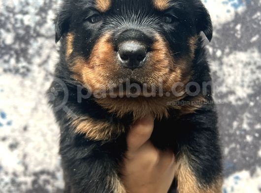 Görenlere Dudak Isırtacak Rottweiler Yavrular