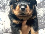 Görenlere Dudak Isırtacak Rottweiler Yavrular