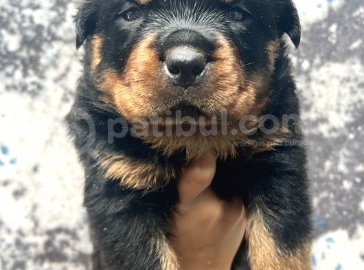 Görenlere Dudak Isırtacak Rottweiler Yavrular görsel