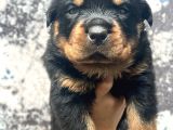 Görenlere Dudak Isırtacak Rottweiler Yavrular